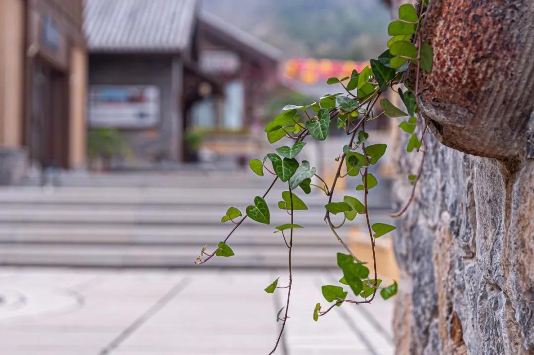 初夏去花海好玩吗,初夏去海边好玩吗