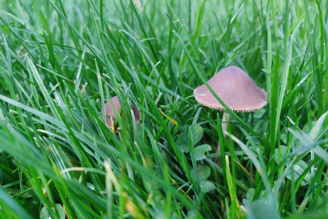 鍙ｉ煶娼０,娼崡鍙ｉ煶鏄埂涓嬪彛闊冲悧