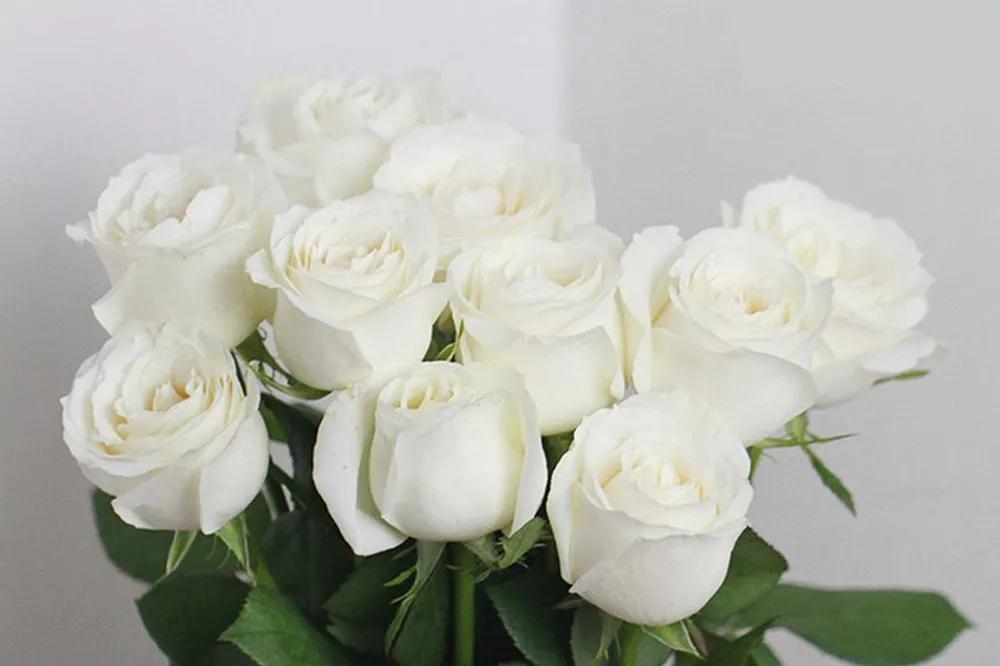 花店必备的5款玫瑰,花店常用的10款玫瑰花是哪些品种