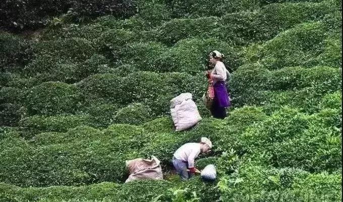 一茶一世界一品一芬芳,一茶一世界一品一红尘