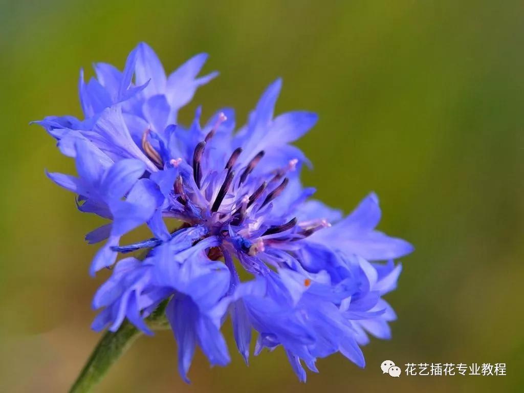 学花艺必备的花语,花艺师要知道的花与花语