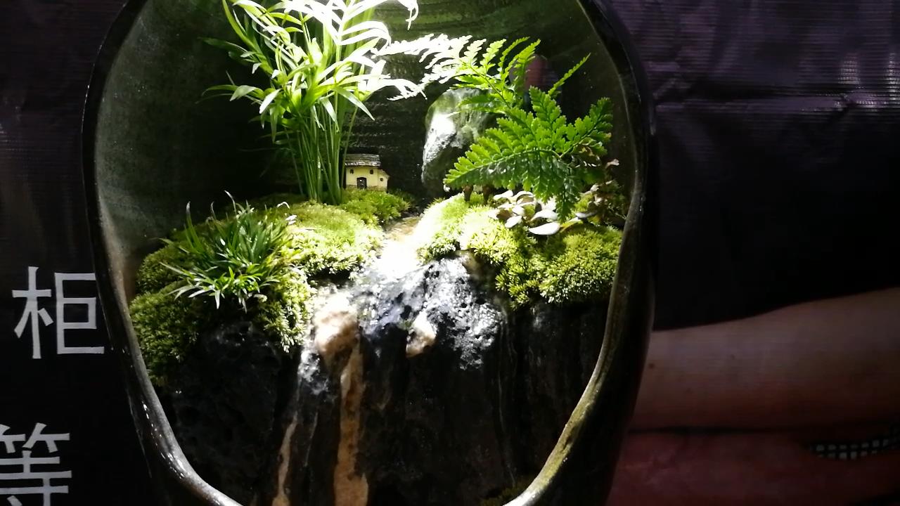 参观新开的草缸店，才开了1个月，邯郸兄弟，从玩家变老板