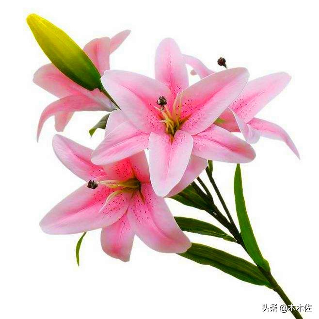 百合花公司简介,百合花简介300字