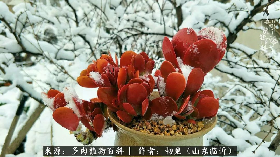 四季颜值在线的多肉,多肉的每一天