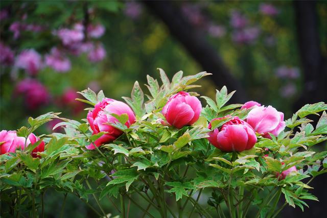 牡丹花开时节，走进十三朝古都洛阳，还有超划算的官方旅游年卡