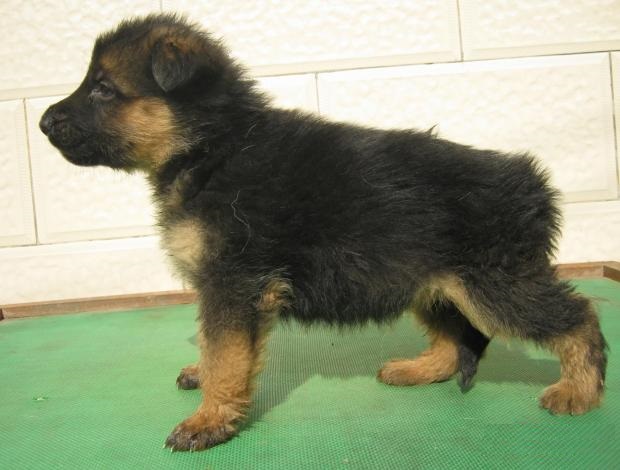 德牧幼犬定点训练大小便,训练德牧犬简单方法