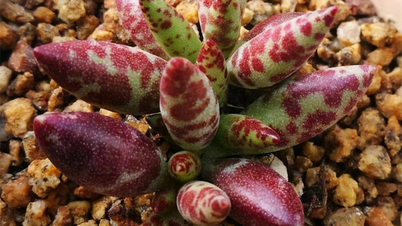 全部水泡类多肉叶片,叶子白底蓝心的多肉