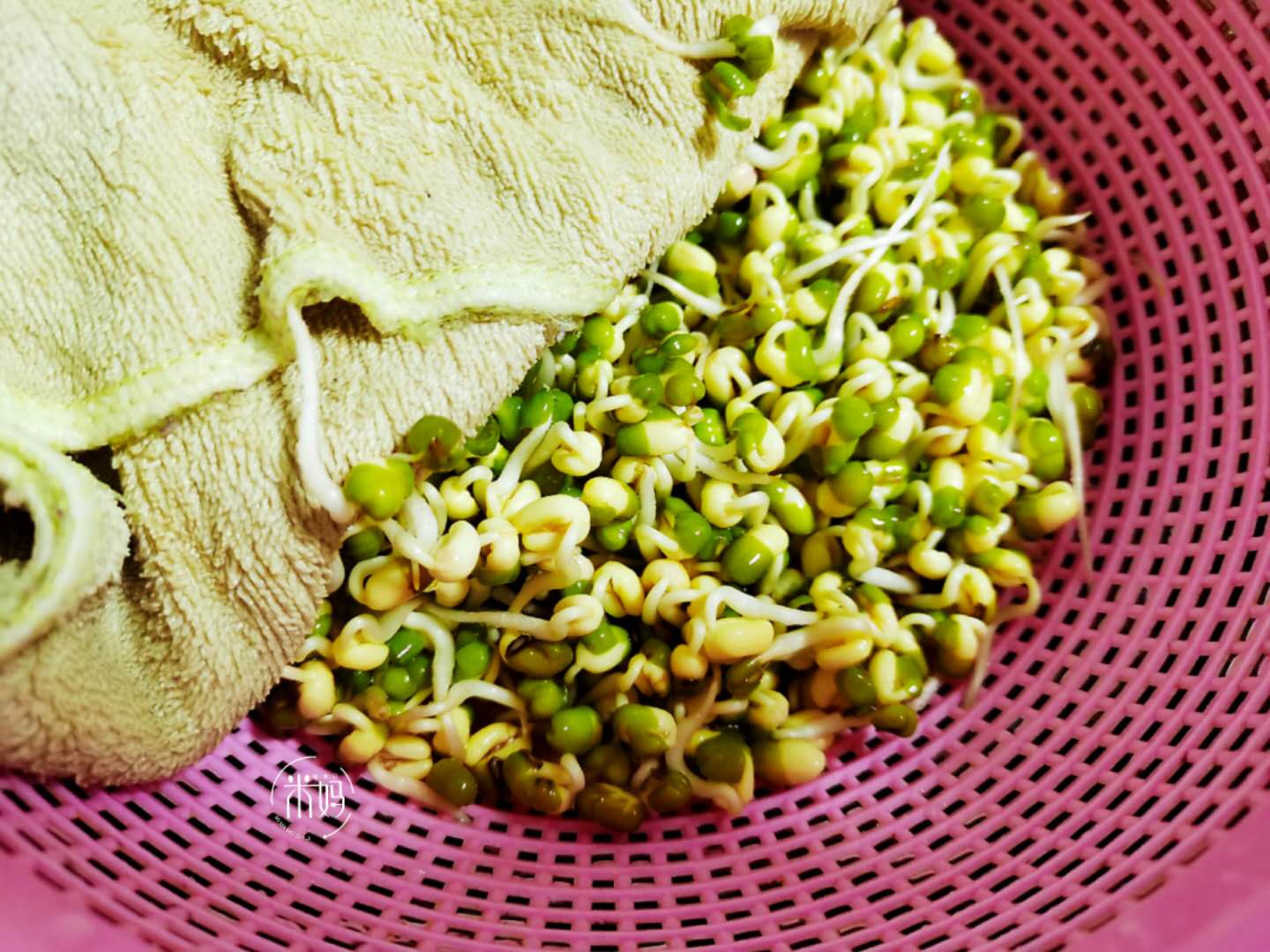 发豆芽原始的简单方法,发豆芽的方法简单又好