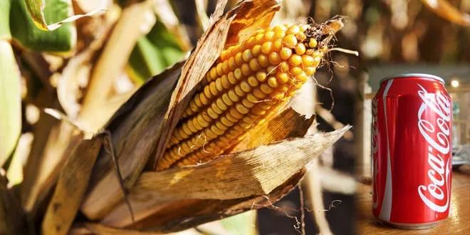 更甜更廉价就更邪恶?玉米糖浆被指控是肥胖的万恶之源