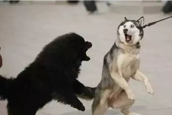 有些狗子玩着玩着就打架了,有些狗子表面上人畜无害吵起架来