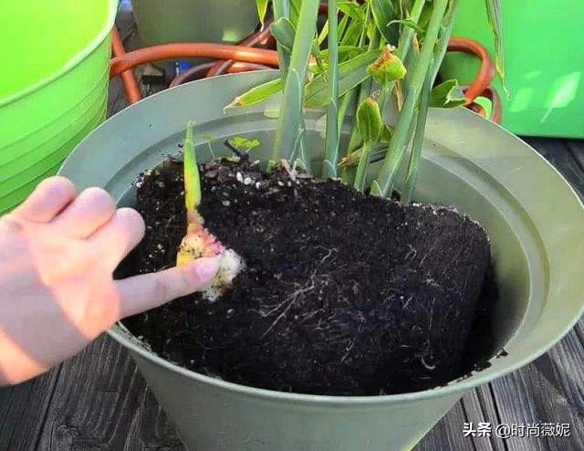 姜皮怎么发绿芽,姜去皮在水里还能发芽吗