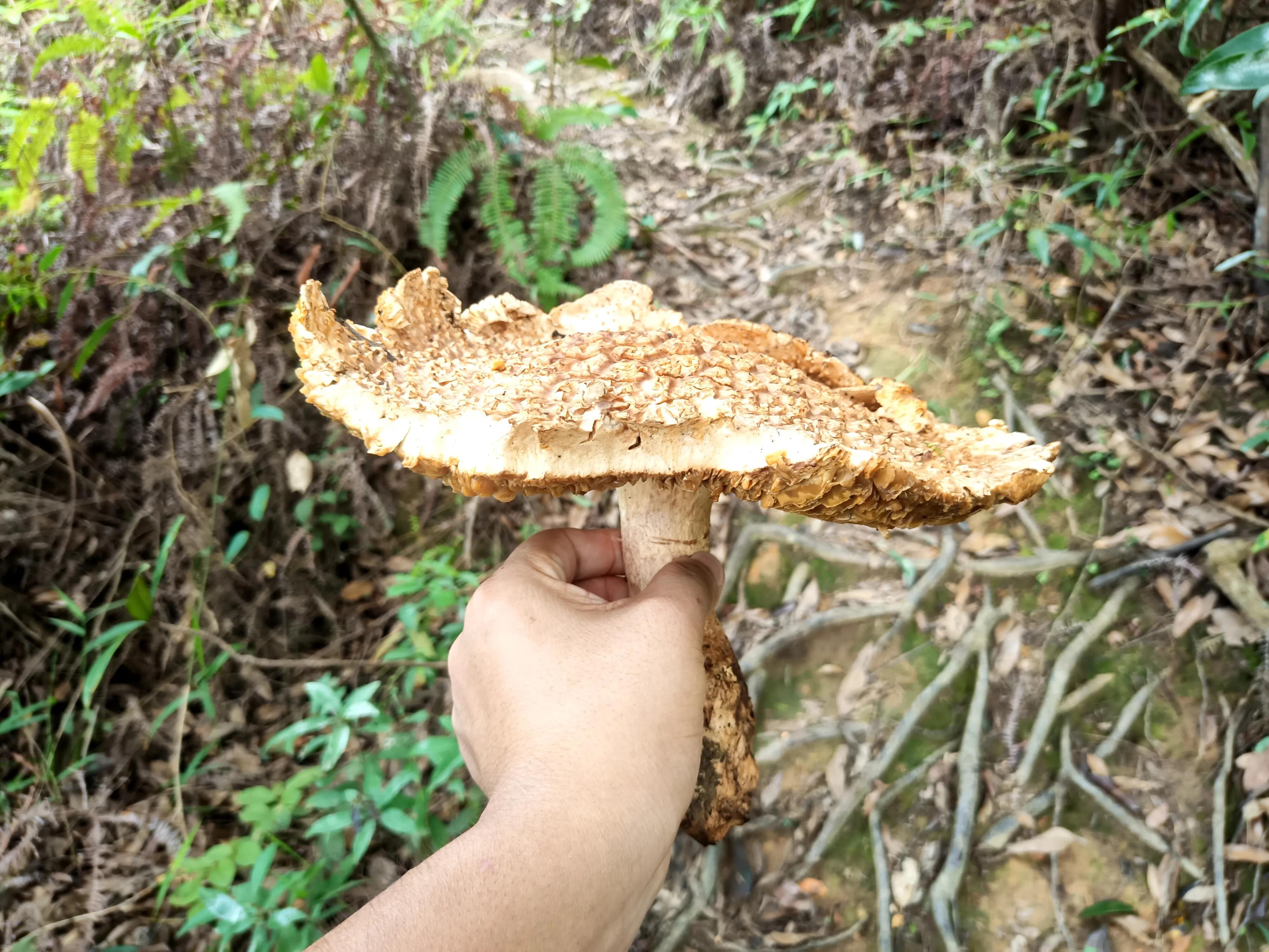 情人谷深圳,深圳情人谷绝情谷