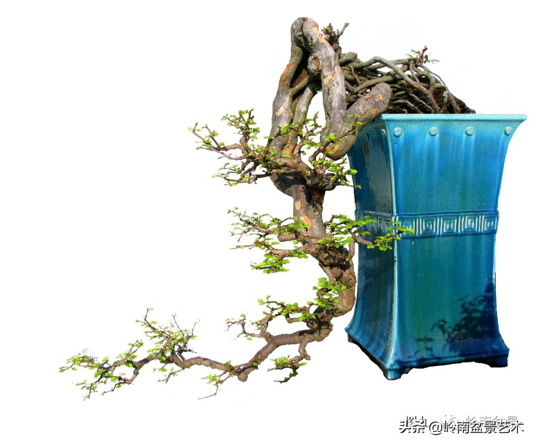 岭南盆景造型技术视频,岭南盆景极品成型图片