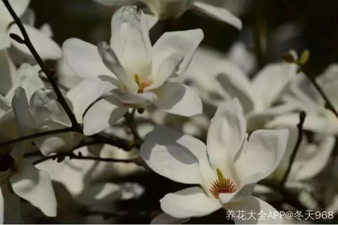 百花图谱大全100幅,工笔百花图谱100种