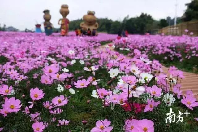 第三只眼看从化|文化“活”起来,在田间地头“凝神铸魂”