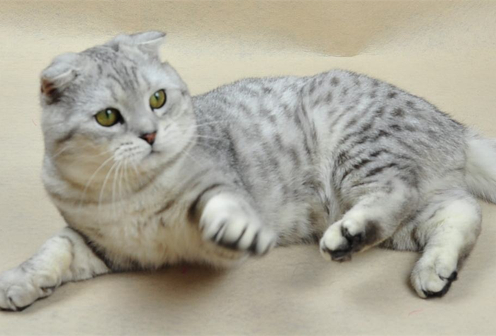 猫咪腹部不大就一定是猫传腹吗,猫咪腹部下垂但是身体很瘦