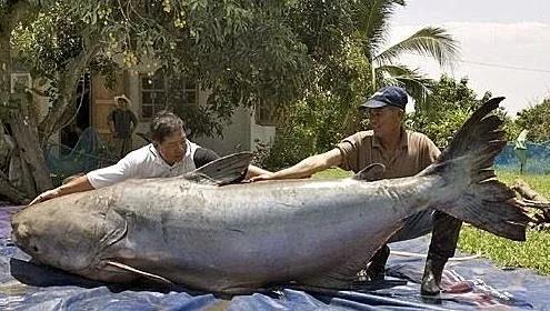 要是偶遇“淡水巨物”鲶鱼，你的鱼竿还能稳住吗？
