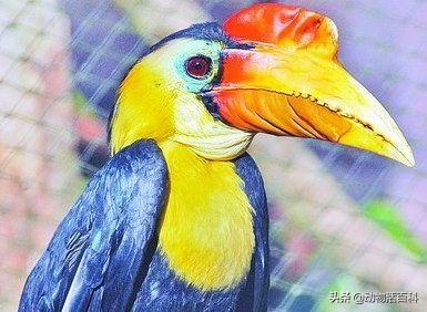 鹤顶红百科简介,鹤顶红的未解之谜