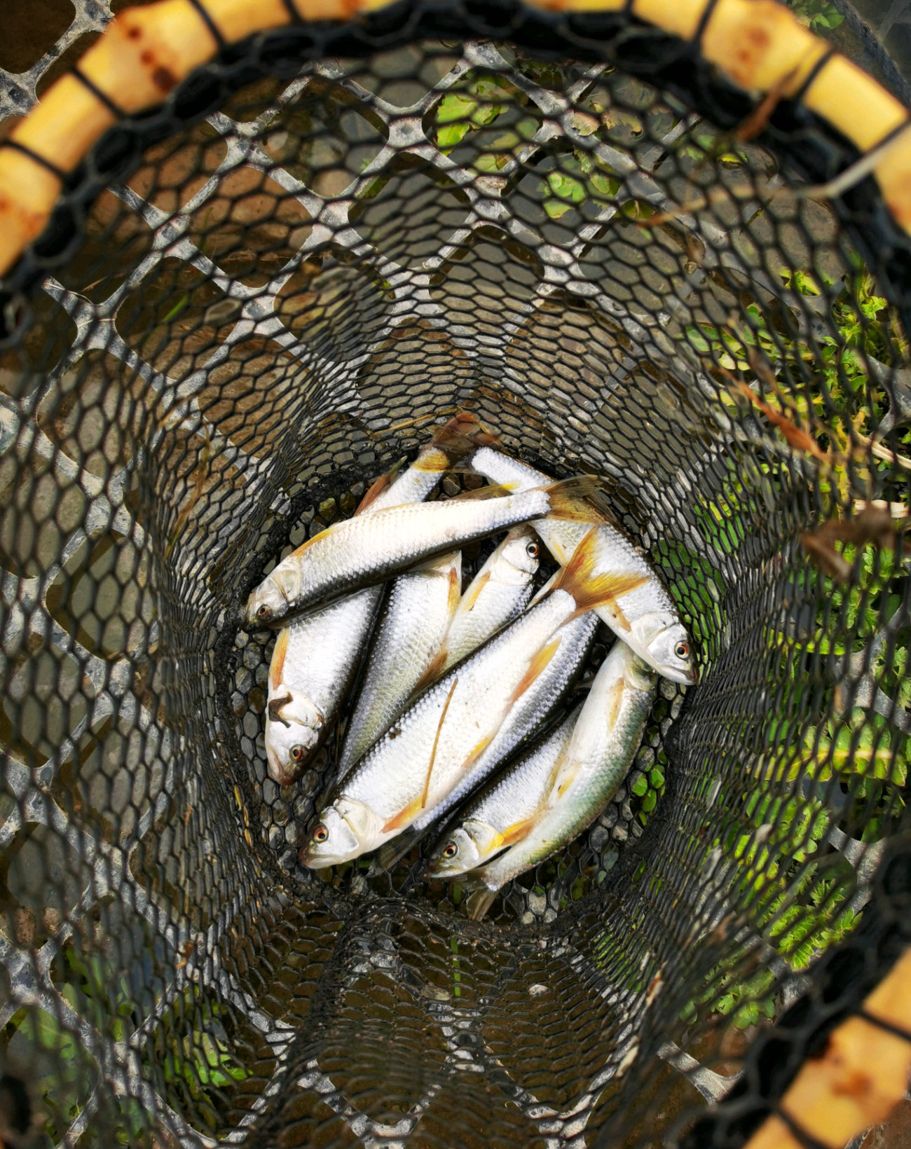 北京周边钓马口鱼的地点,北京溪流常见鱼