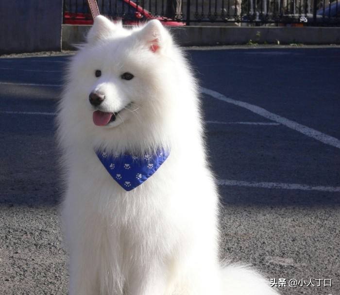 科普30种比较出名的宠物狗,公认最好养的十种宠物狗