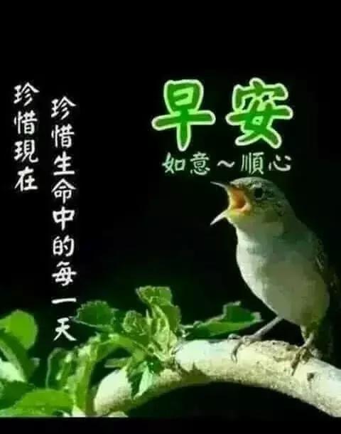 清晨的第一声问候送给你,清晨的第一声问候送给最想念的你