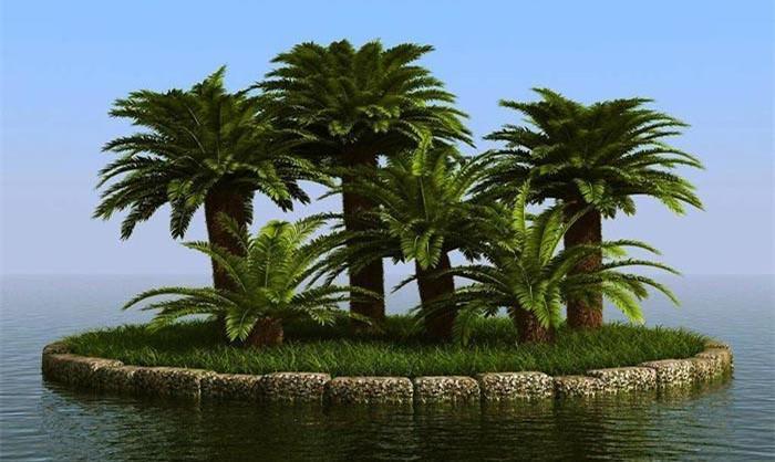 西米是树上长的吗,西米是什么植物长出来的