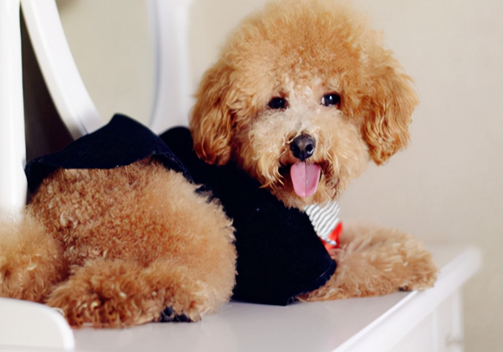 幼犬泰迪吃什么牌子狗粮可以长胖,幼犬泰迪吃什么狗粮好一点