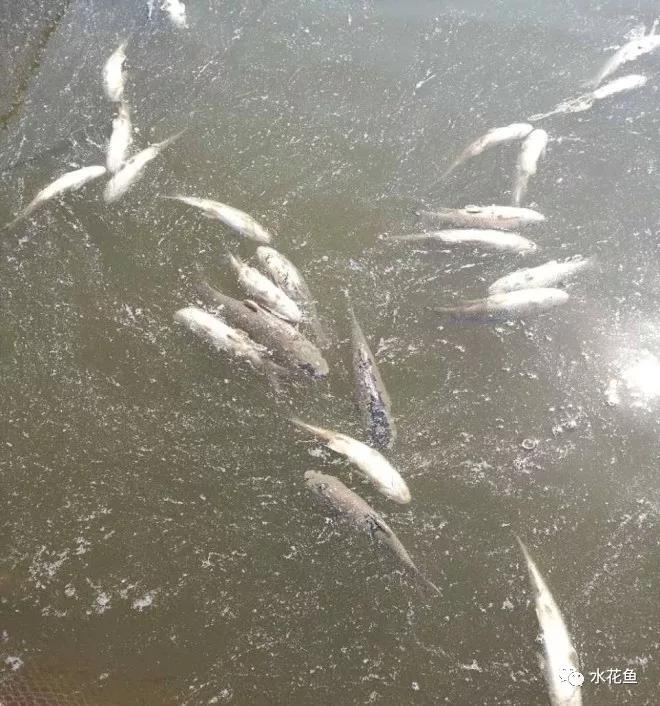 越冬综合症鱼病要多久能治好,鱼瘟病是怎么回事