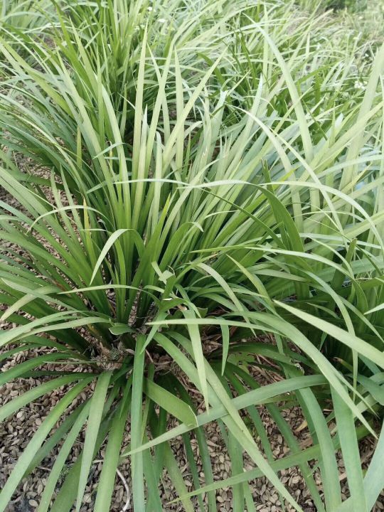 农村种植药材创业项目推荐,农村创业种植药材新模式