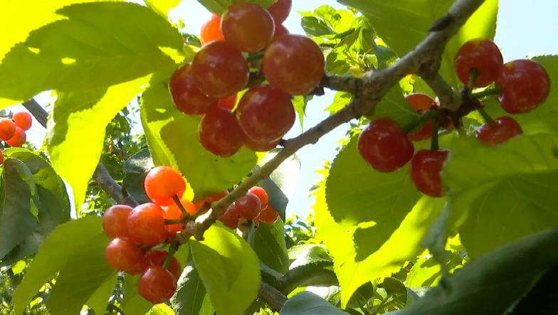 攀枝花樱桃将上市,攀枝花樱桃几月份上市