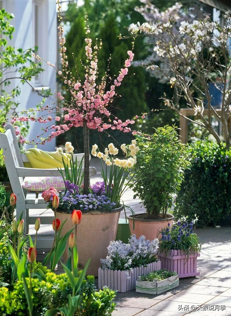 狼家球根怎么样,狼家球根上市了吗