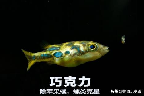 超级超级超级奇葩的观赏鱼,有哪些稀奇古怪的观赏鱼