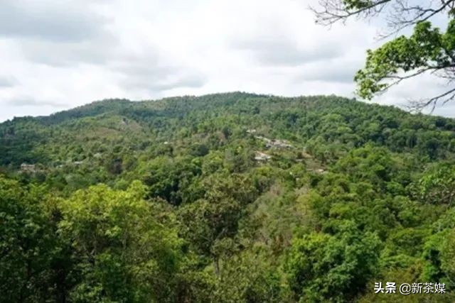 从银生到普洱，从倚邦、易武到佛海看普洱茶的产、运和销流变史