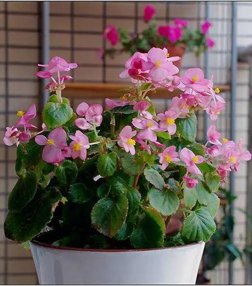 四季海棠叶子焦边干枯用什么肥,四季海棠叶子边枯萎怎么处理