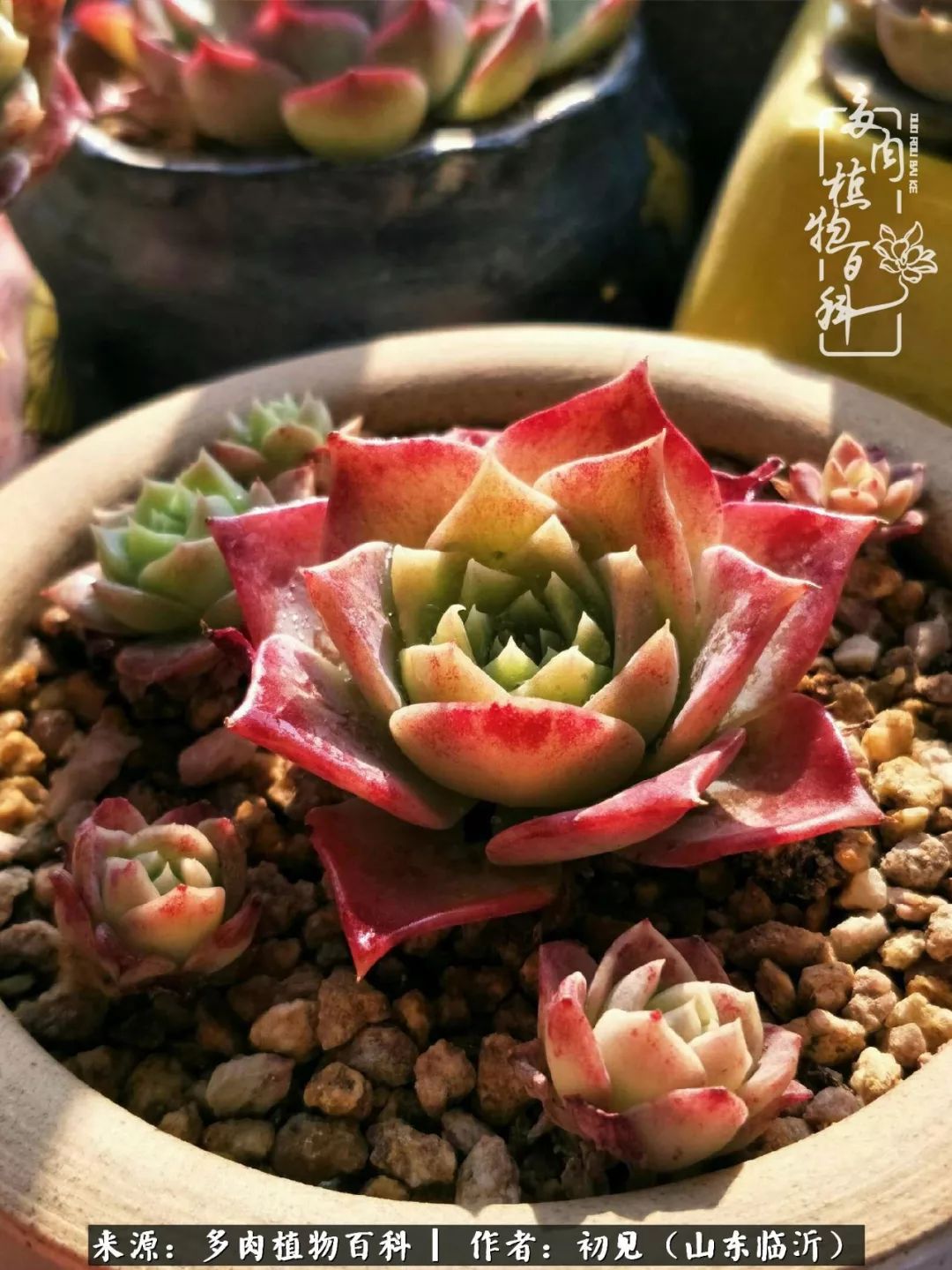 四季颜值在线的多肉,多肉的每一天