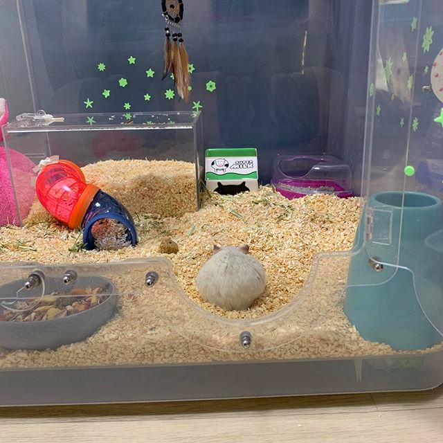 仓鼠亲近主人的征兆,仓鼠被主人舔了一口