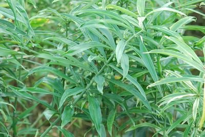 黄精列于草部之首，仙家以为芝草之类，以其得坤土之精粹