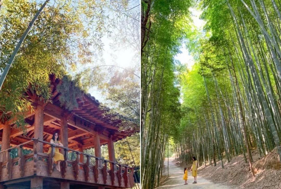 竹林被韩国申遗成功了吗,全球唯一申遗的古茶山