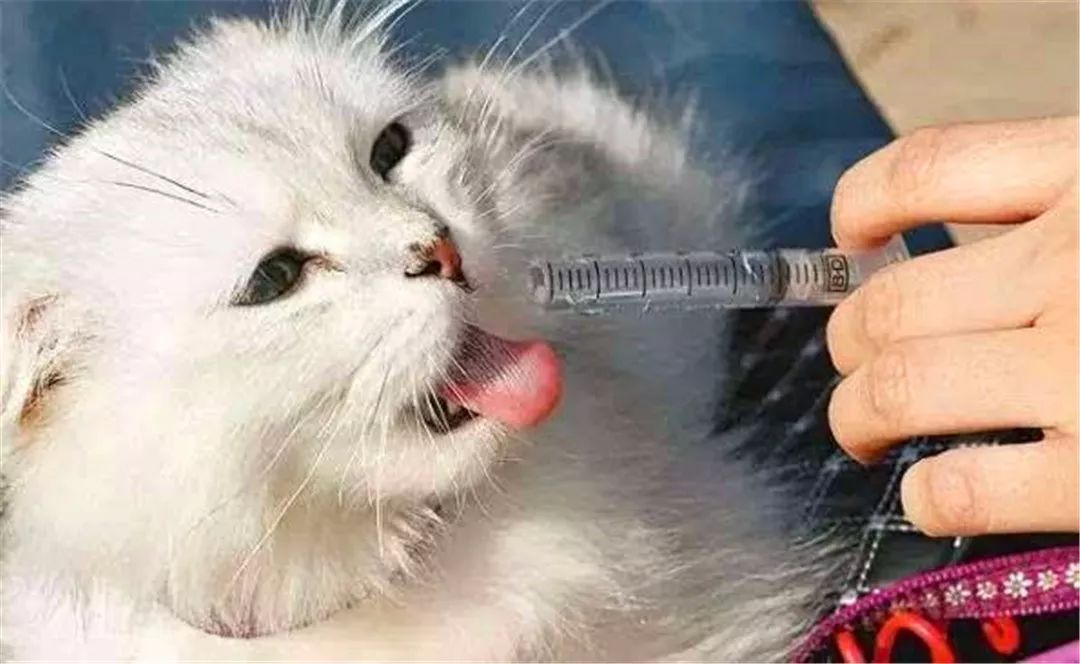 猫咪不爱喝水用什么办法解决,主人担心猫咪太胖不健康