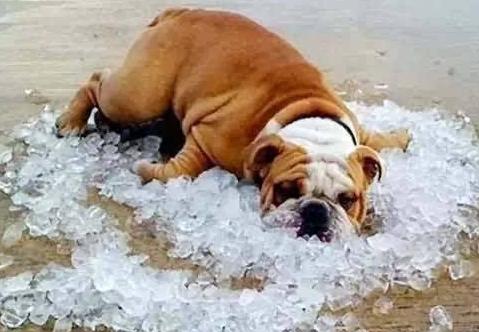 如果你家狗狗生病了怎么办,怎么发现狗狗中暑