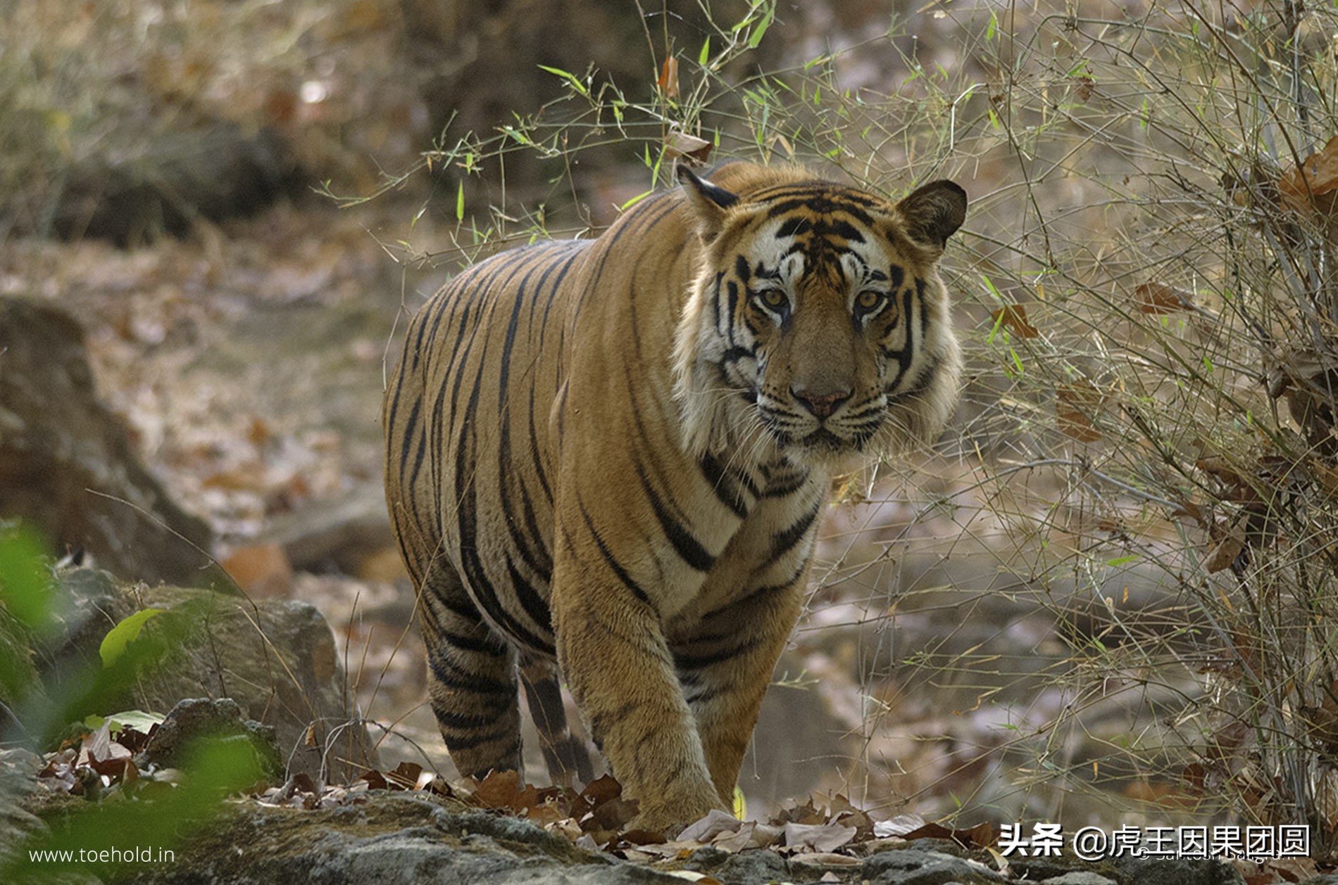 巴梅拉雄虎,传奇虎王战斗视频