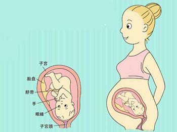 婴儿的孕育到出生多少周,多少周算足月出生