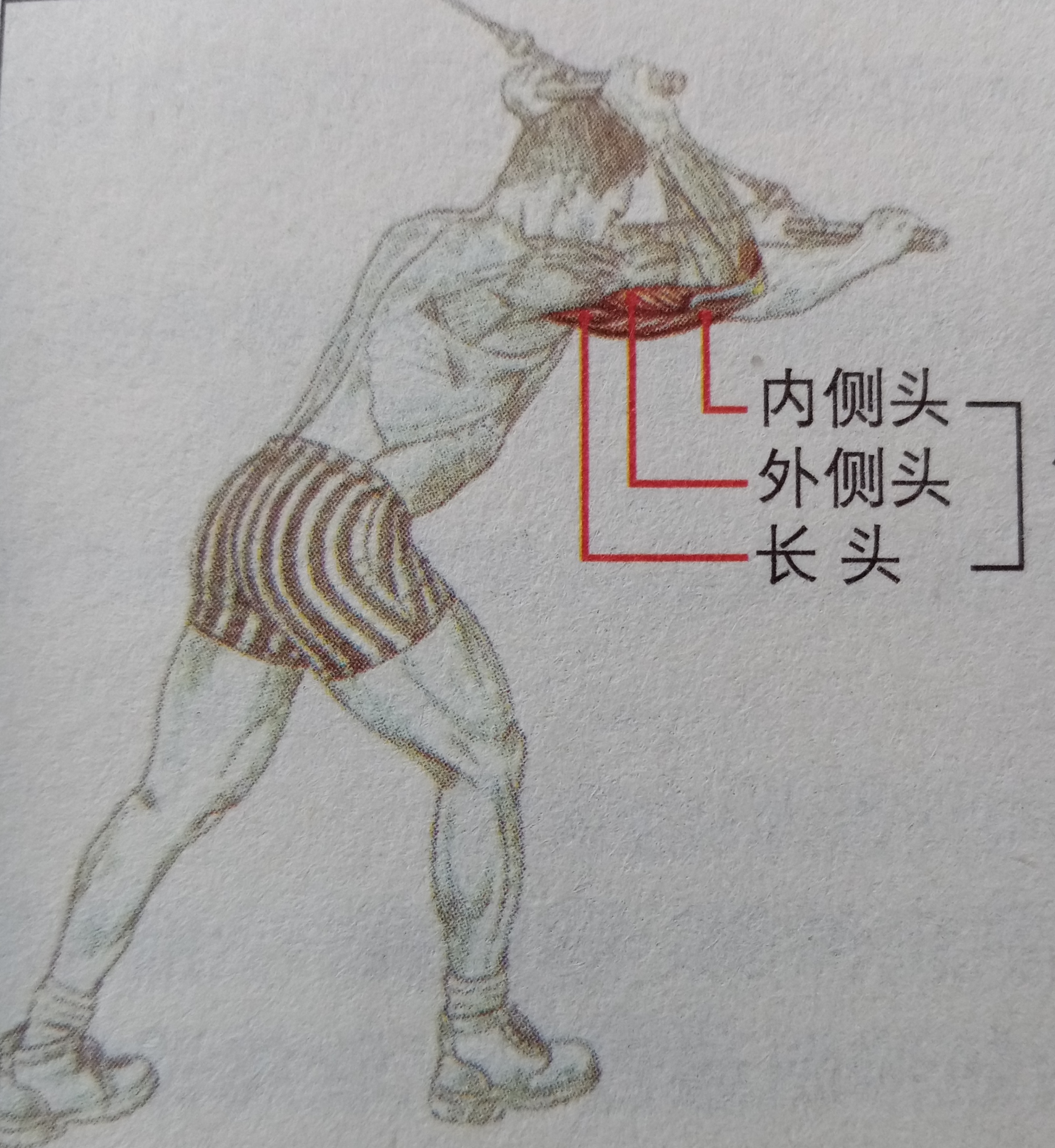 练肱三头肌会使手臂更粗吗,肱三头肌细怎么变粗