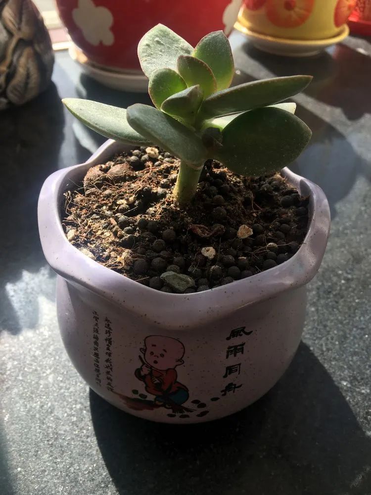 多肉新年寄语,养多肉七八年用心沉淀静待花开