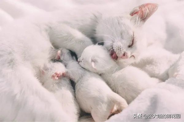 小奶猫有必要喝羊奶粉吗,猫咪一定要吃宠物羊奶粉吗