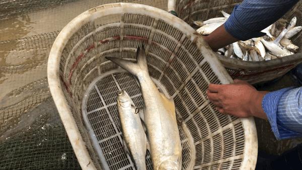 吴阳海鲜直播,吴阳金海岸出海直播