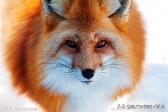 狐狸的外貌和特征,狐狸特征介绍