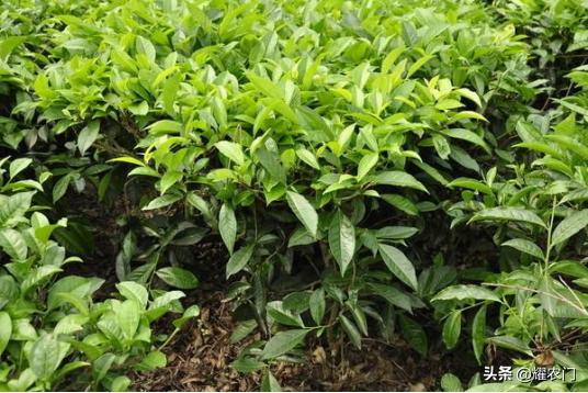 花香味茶叶怎样做出来,茶叶的种植技巧和方法