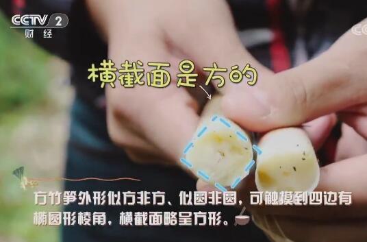 新鲜竹笋营养美味又健康,鲜美竹笋营养好