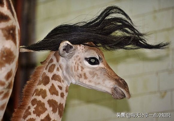 长颈鹿动物冷知识,长颈鹿有趣冷知识